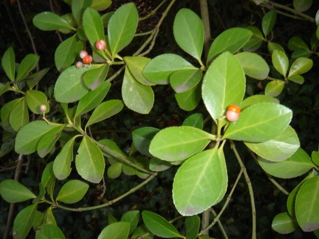 Euonymus kiautschovicus P2C P2D